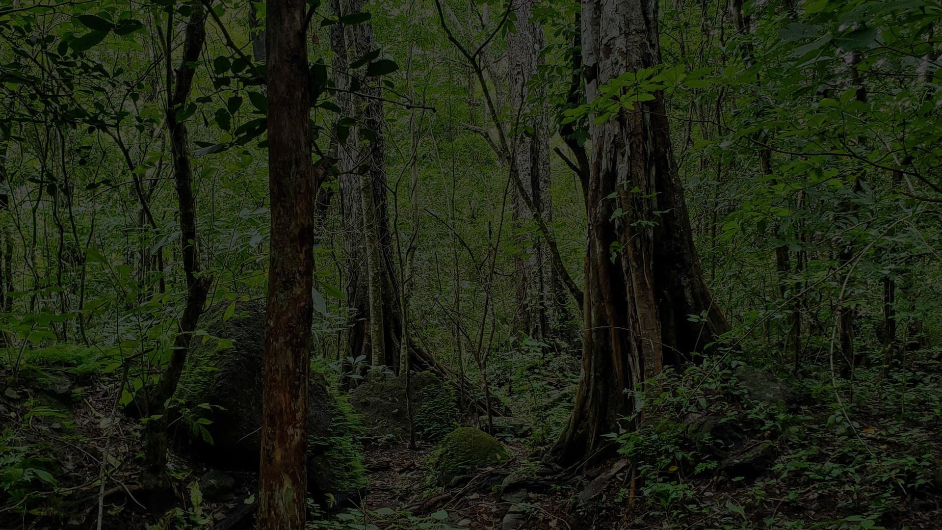 Oriente Salvaje forest