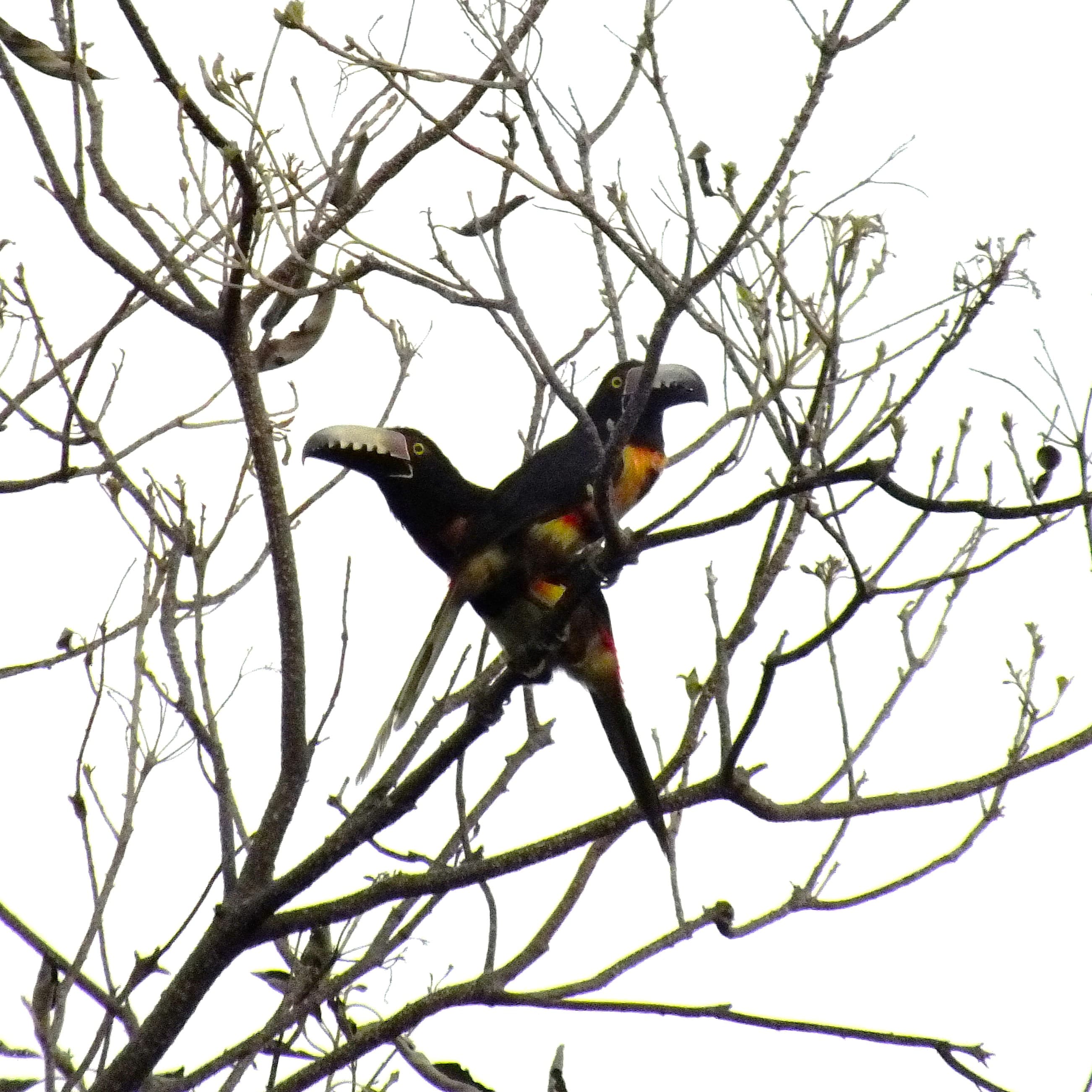 Biodiversity of Oriente Salvaje
